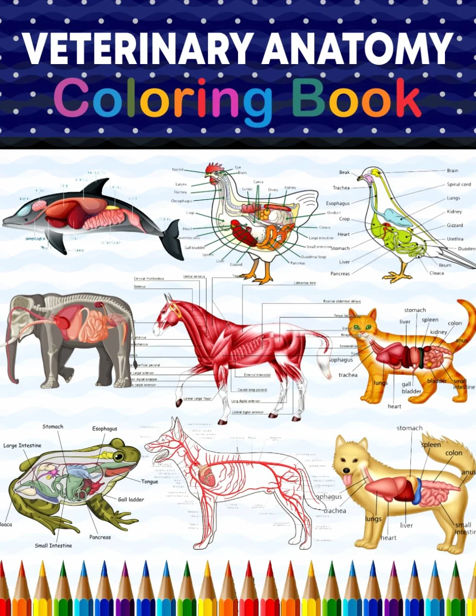 Veterinary Anatomy Coloring Book: Incredibly Detailed Self-Test Veterinary Anatomy Coloring Book for Animal Anatomy Students | Veterinary Anatomy self ... Workbook for Medical & Nursing Students.