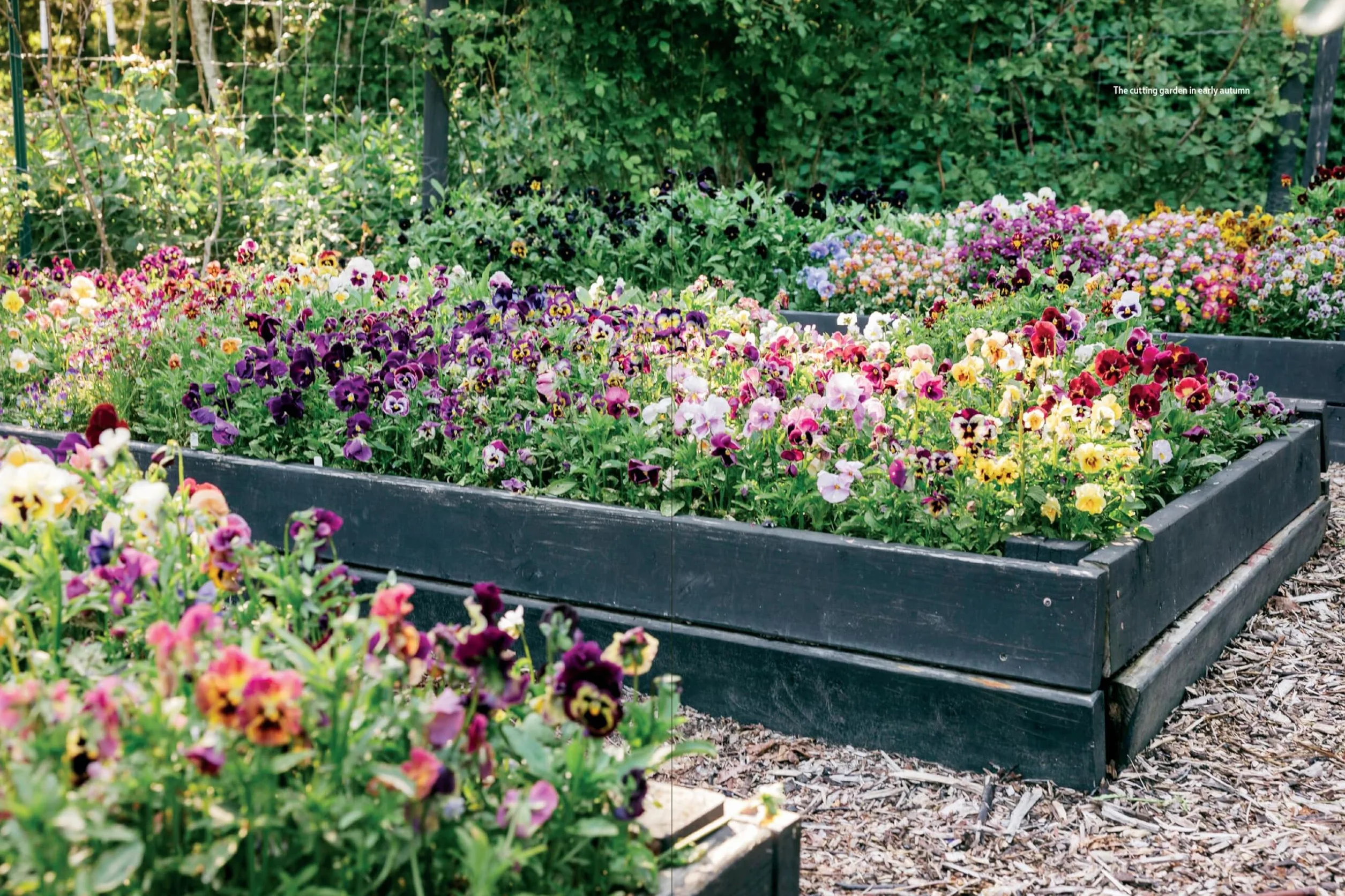 Pansies: How to Grow, Reimagine, and Create Beauty with Pansies and Violas