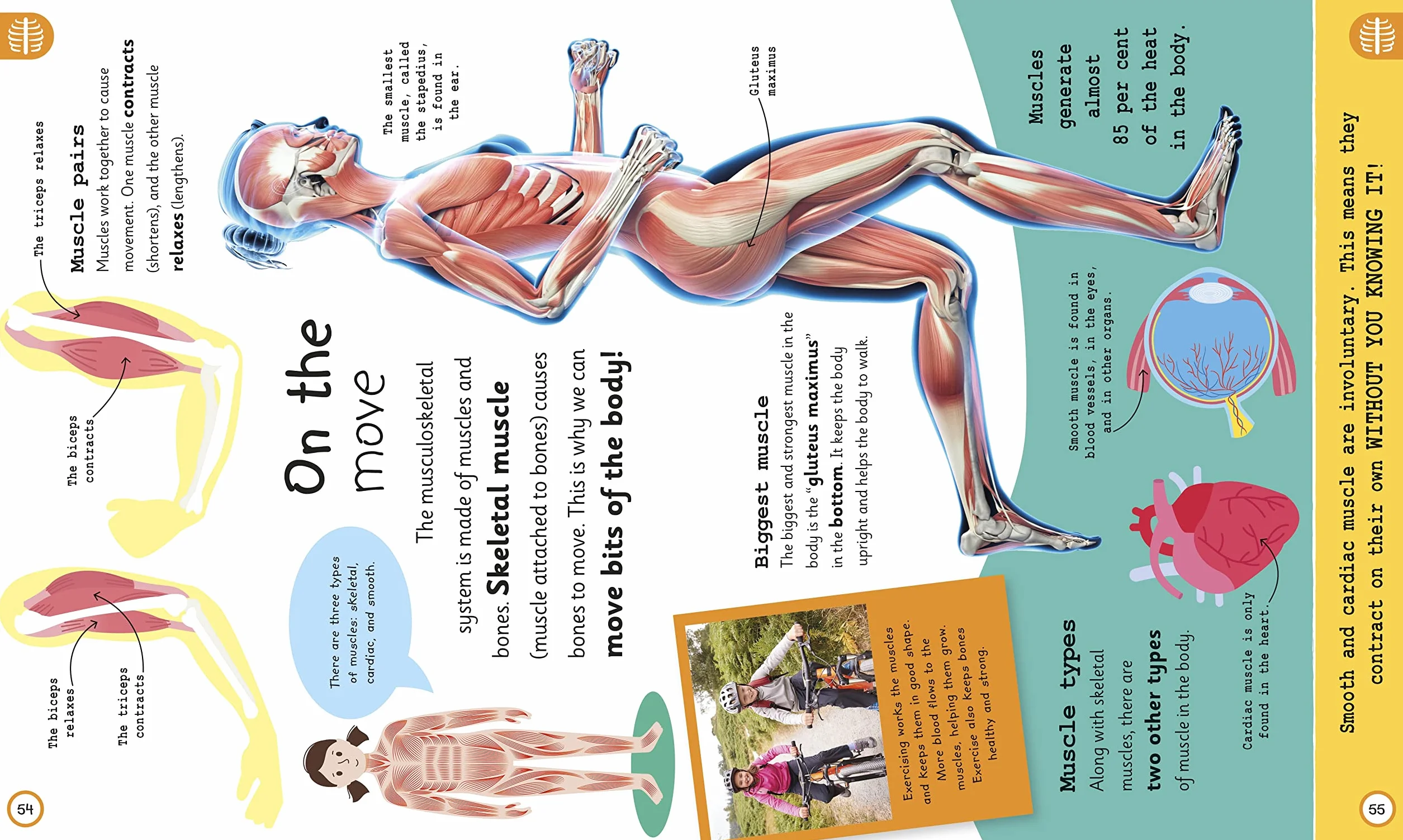 My Very Important Human Body Encyclopedia: For Little Learners Who Want to Know About Their Bodies