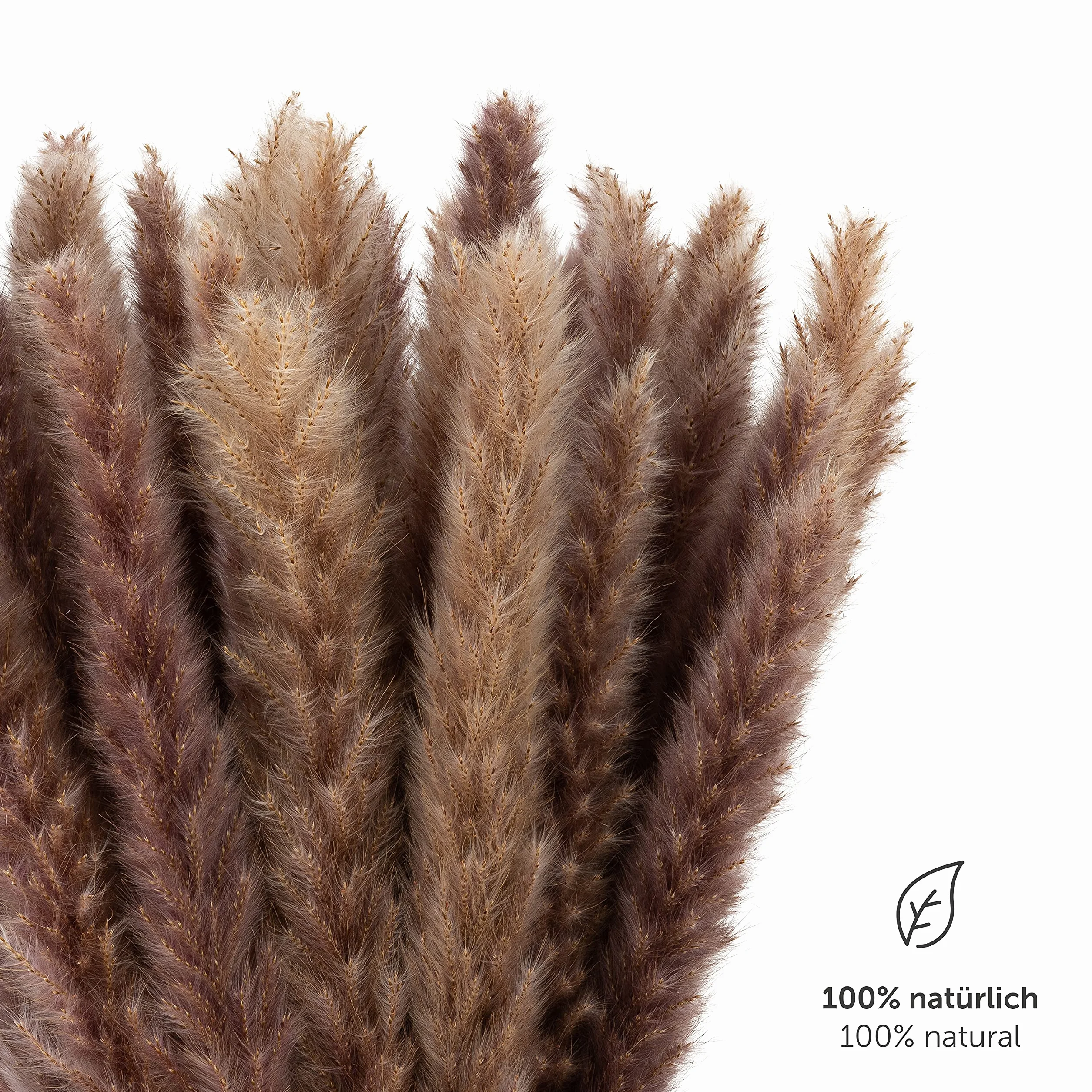 Blumtal Suszone kwiaty trawa pampasowa - 30 szt., 58-60 cm, do bukietów lub dekoracji, pampas Boho styl w kolorze naturalnym brązowym