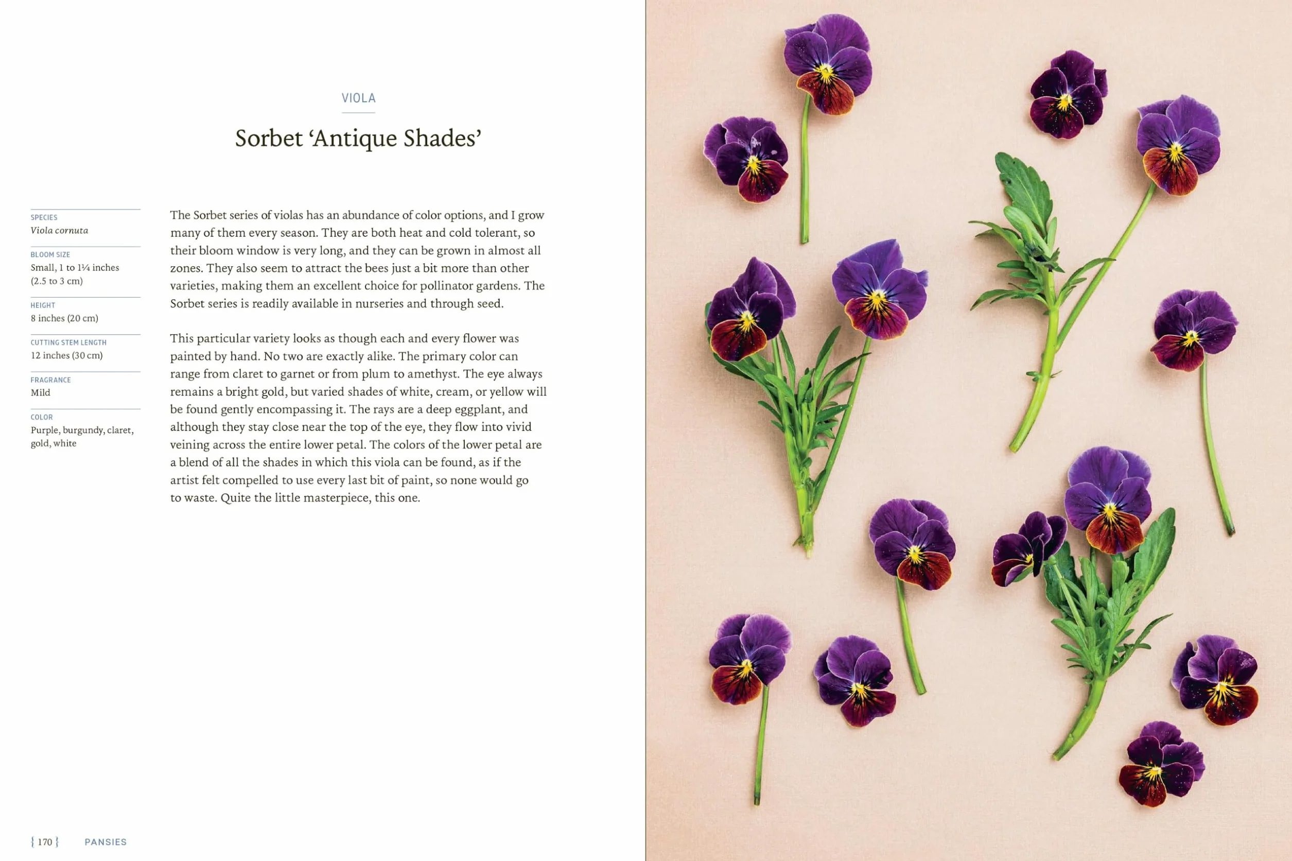 Pansies: How to Grow, Reimagine, and Create Beauty with Pansies and Violas
