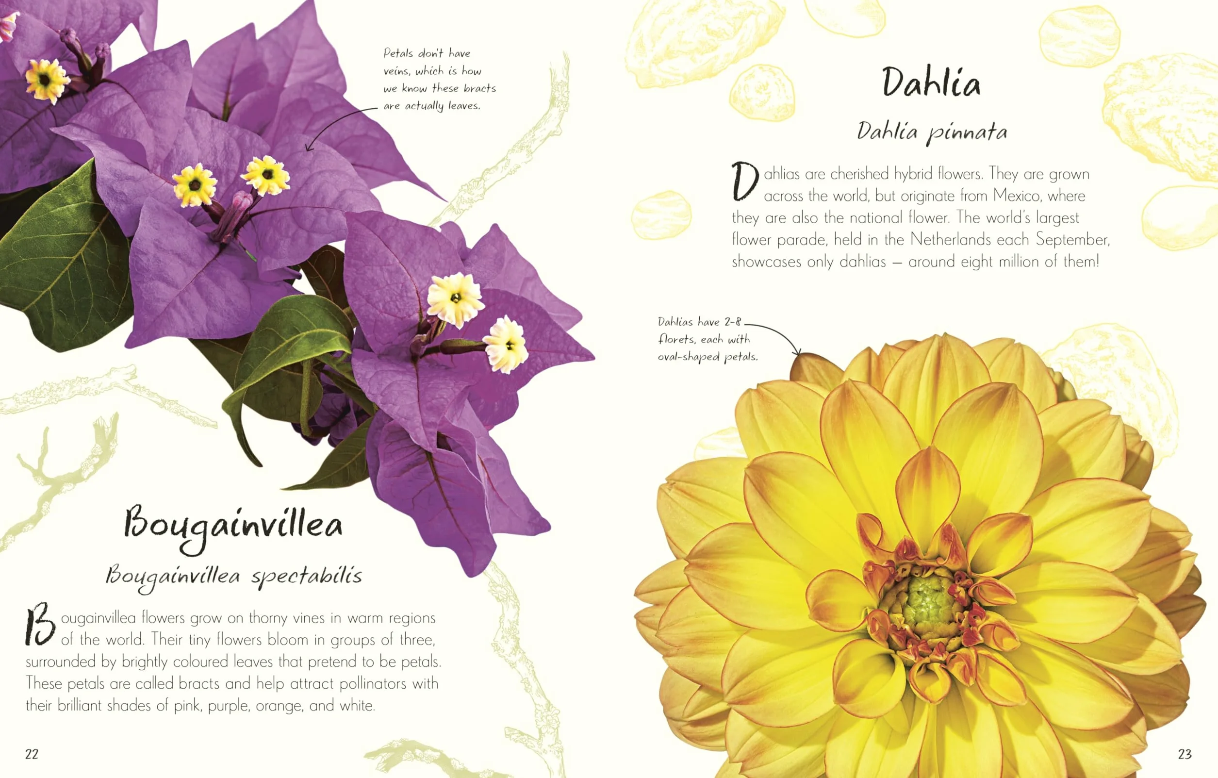 An Anthology of Flowers: A Collection of Flowers from Gardens, Woodlands, Mountains and More