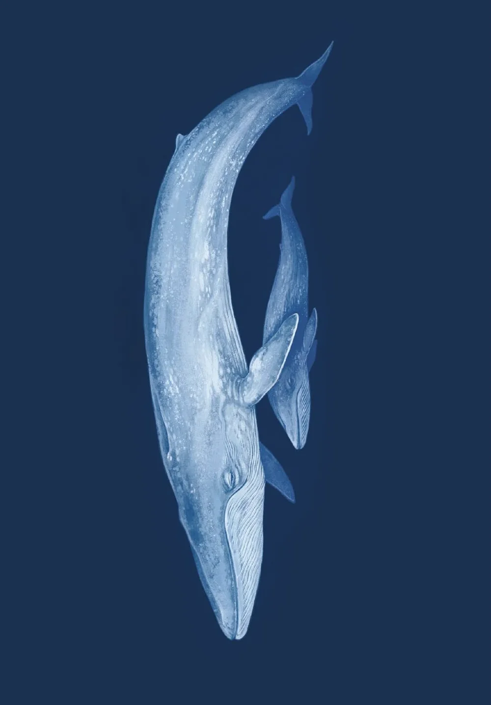 Oceanarium Postcards