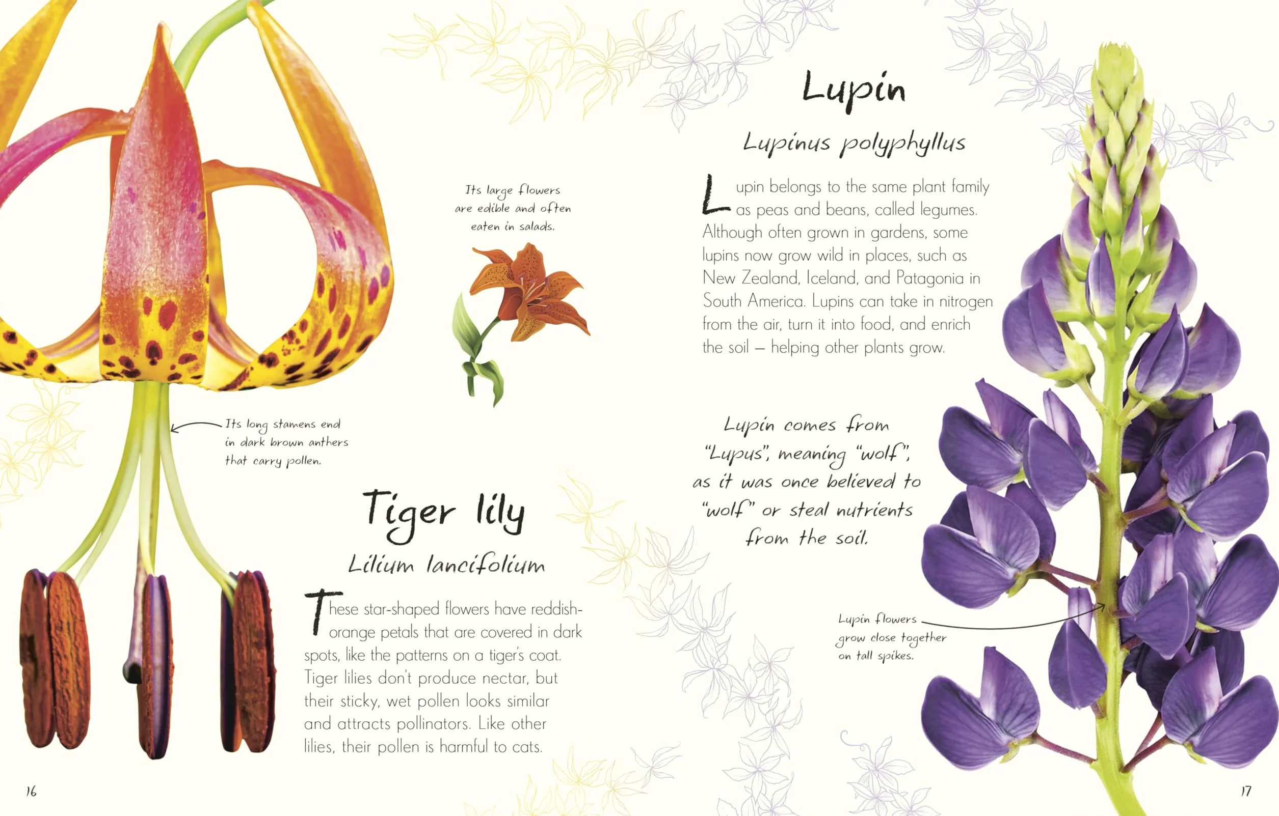 An Anthology of Flowers: A Collection of Flowers from Gardens, Woodlands, Mountains and More